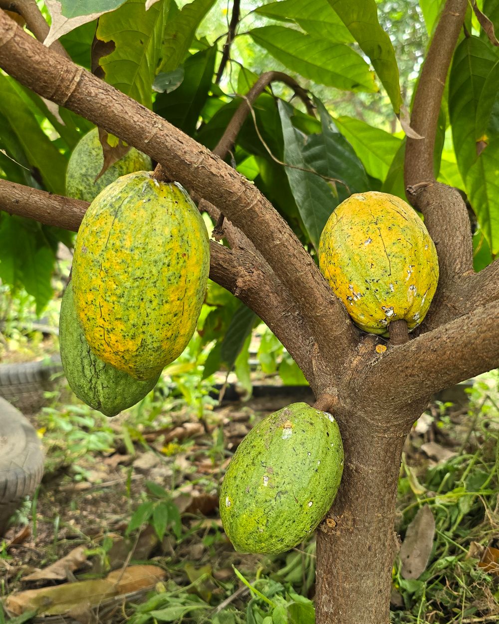 A West African cocoa plantation